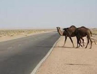 شتر جان یک نفر را در سیستان گرفت+تصاویر