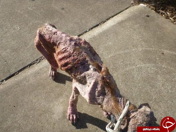 تصاویری دلخراش از یک سگ گرسنه