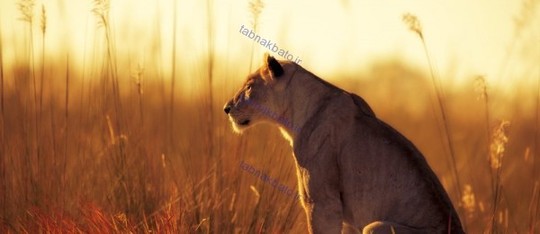 تصاویر/ ژست دیدنی حیوانات در پرتو خورشید