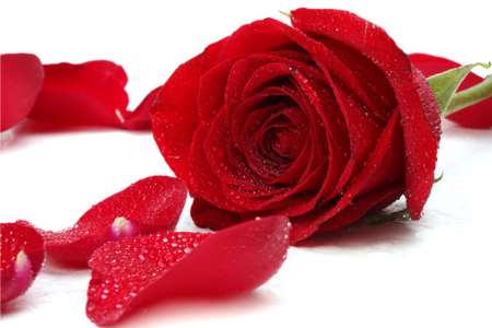 ساخت سلول خورشیدی با الهام گرفتن از یک گل+تصاویر