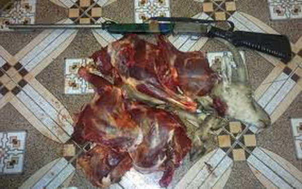 کشف گوشت مرال نر در رختخواب یک شکارچی