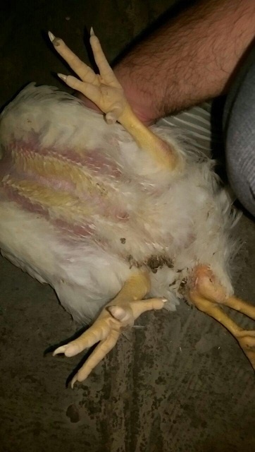 مرغ چهارپا در رفسنجان+تصویر