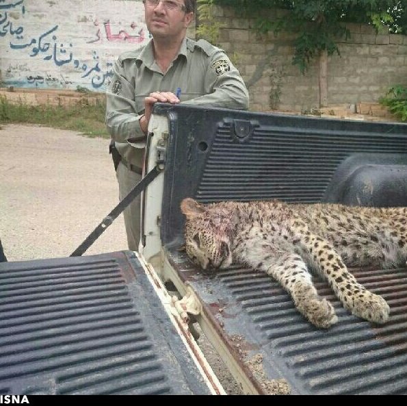 درخواست اشد مجازات برای ضارب پلنگ درخواست اشد مجازات برای ضارب پلنگ