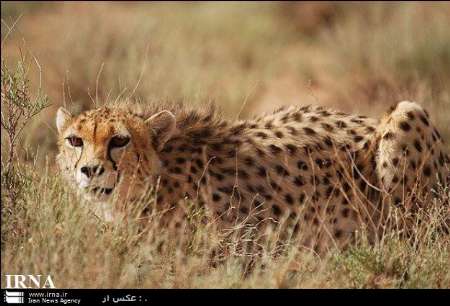 خطر انقراض یوز آسیایی در اردکان یزد خطر انقراض یوز آسیایی در اردکان یزد
