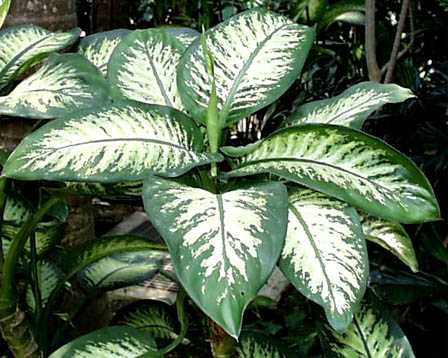 علت خشک شدن گیاه دیفن باخیا چیست؟