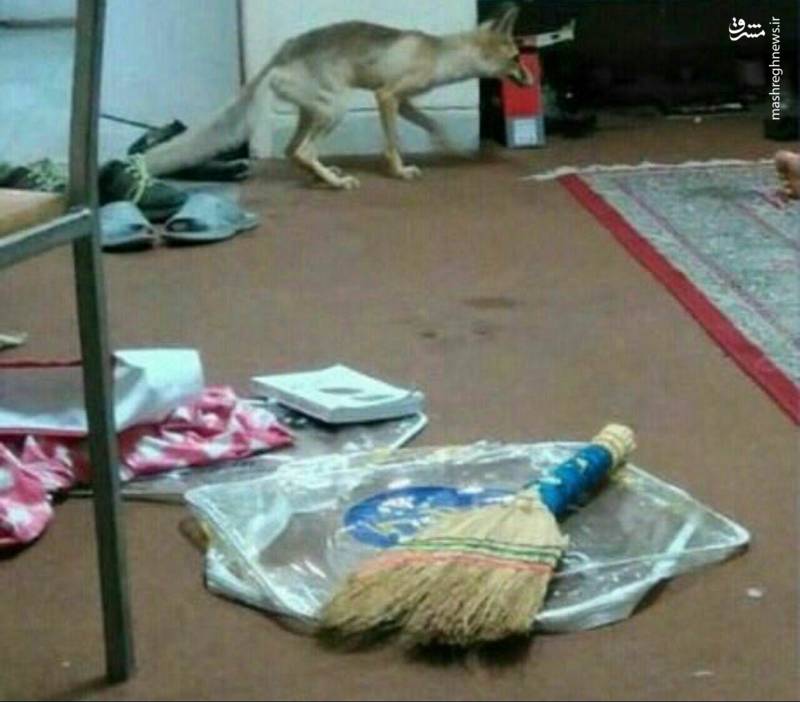 روباهی که از خوابگاه دانشجویی سردر آورد! /عکس
