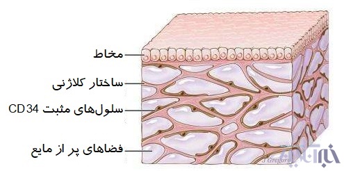 کشف اندامی تازه در بدن انسان