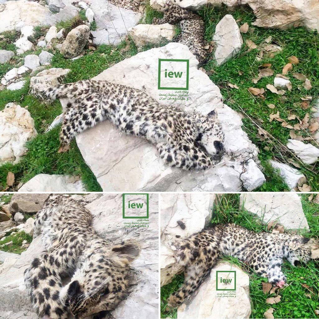 تصویر| مرگ 2 توله پلنگ ایرانی به دست مردم تصویر| مرگ 2 توله پلنگ ایرانی به دست مردم