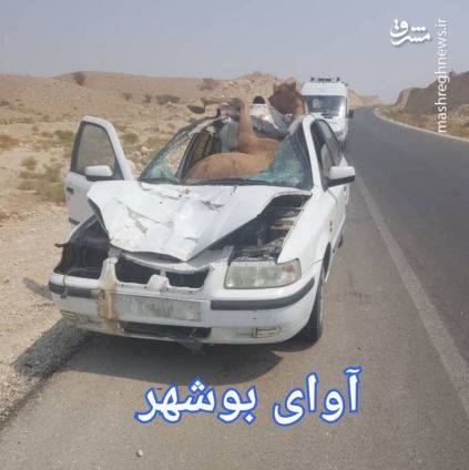 تصادف عجیب سمند و شتر /عکس
