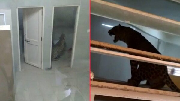 ورود پلنگ سرگردان به داخل بیمارستان!/ عکس ورود پلنگ سرگردان به داخل بیمارستان!/ عکس