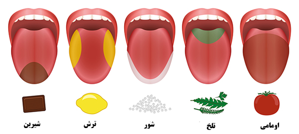 تفاوت طعم و مزه چیست؟ تفاوت طعم و مزه چیست؟