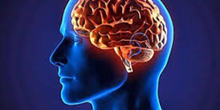 رژیم غذایی که مغز را جوان نگه میدارد رژیم غذایی که مغز را جوان نگه میدارد
