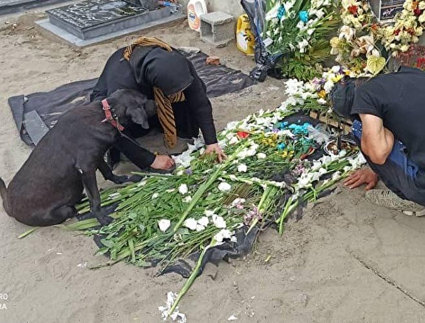 تصویری تلخ از سگ کنار قبر صاحبش در انزلی!