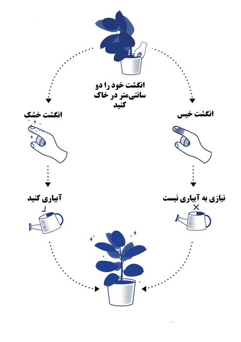 چقدر باید به گیاه خود آب دهم؟ چقدر باید به گیاه خود آب دهم؟