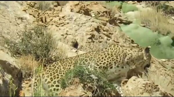 حمله پلنگ به یک چوپان در خواف حمله پلنگ به یک چوپان در خواف
