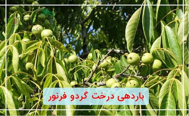 بهترین نهال گردو زود بازده چند؟ بهترین نهال گردو زود بازده چند؟
