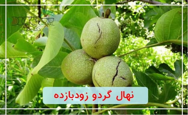 بهترین نهال گردو زود بازده چند؟ بهترین نهال گردو زود بازده چند؟