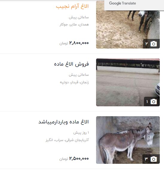 قیمت الاغ چند میلیونی شد
