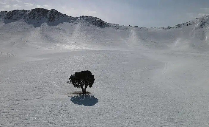عکس/ تک درخت محبوب جاده فیروزکوه غرق در برف