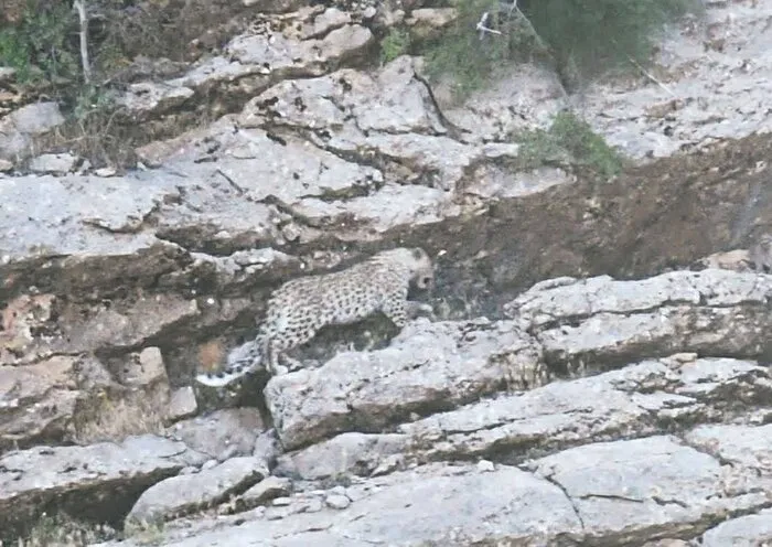 ببر